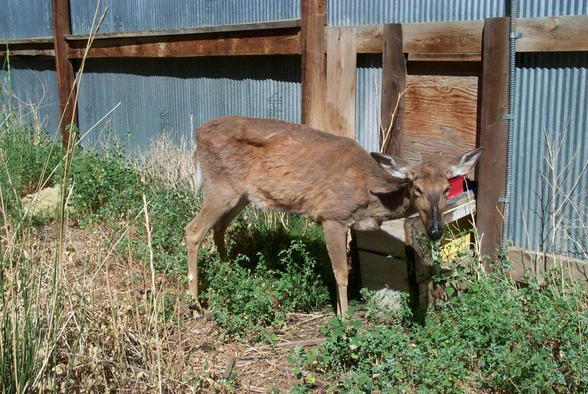 Special deer season set in Union County due to Chronic Wasting disease