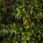 New Albany residents share photos of winter storm aftermath Photos from New Albany Main Street Association's post