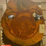 Historic Short Leaf Pine Slice Showcases Generations of Growth in Union County Photos from Union County Heritage Museum's post