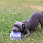 Bulldog Bite Podcast explores recent Bulldog sports performances Photo by Valeria Boltneva on Pexels