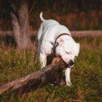 Bulldog Bite Podcast Releases Second Episode Photo by HIGHER VIBRATION on Pexels