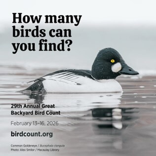 Don't forget today begins the Great American Bird Count 2026