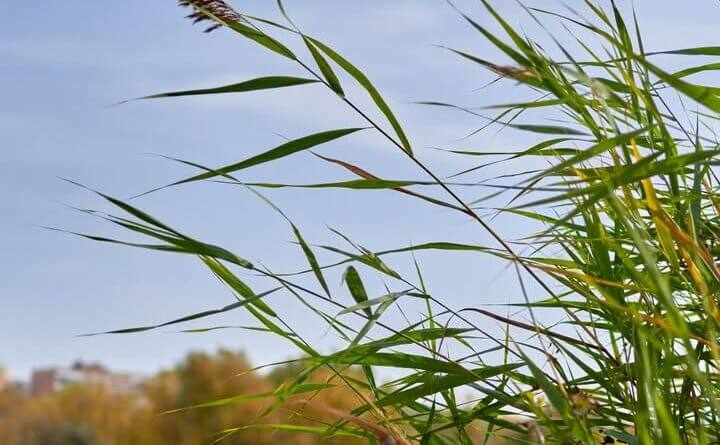 Interested in helping restore a declining ecosystem?