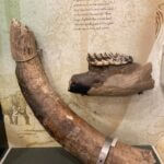 Mastodons Once Roamed in New Albany, Fossils Found in Union County Did you know?