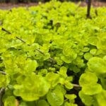 William Faulkner Literary Garden Reopens for Visitors Photos from Union County Heritage Museum's post