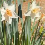 Downtown New Albany hosts spring open houses today HAPPENING NOW!!