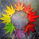 Autumn Equinox Celebrated as Season Turns 🍂Happy Autumn Equinox!