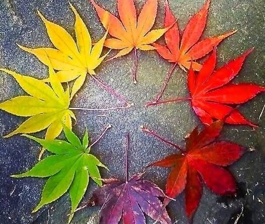 🍂Happy Autumn Equinox!