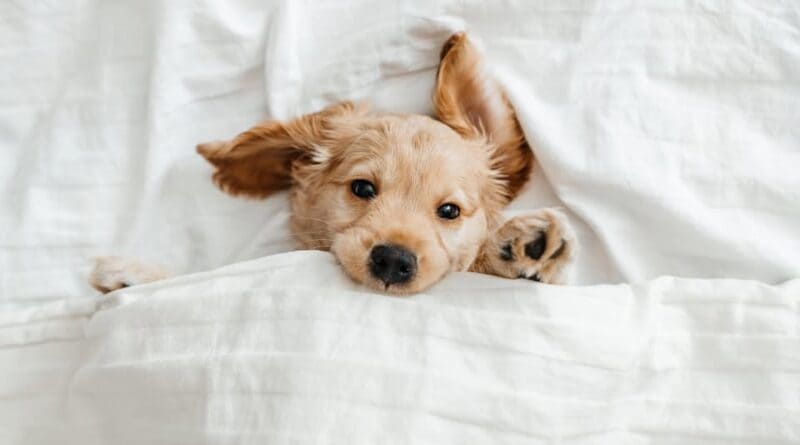 Bring your furry friend along during your travels
